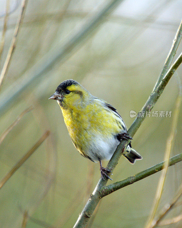 锦葵(Carduelis spinus)